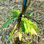 Detachable Stand-Up Weed Remover (Best Selling 2025) - Image 3